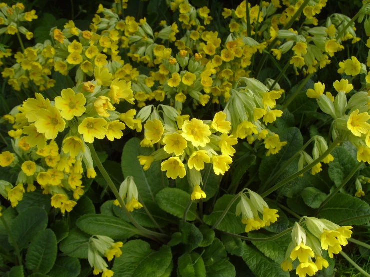 a close up of yellow flowers on a plant