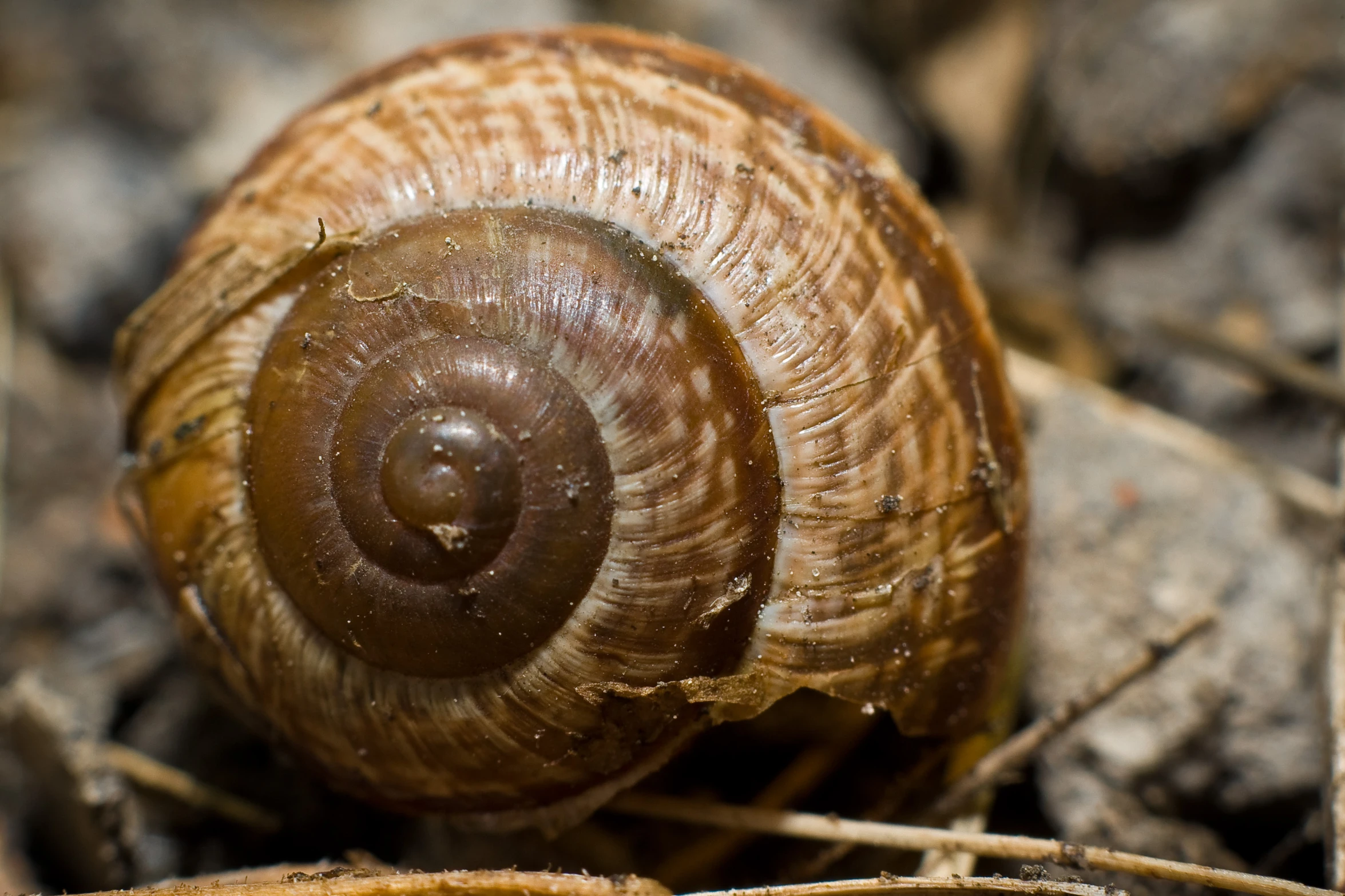 the snail is sitting on the ground among the woods