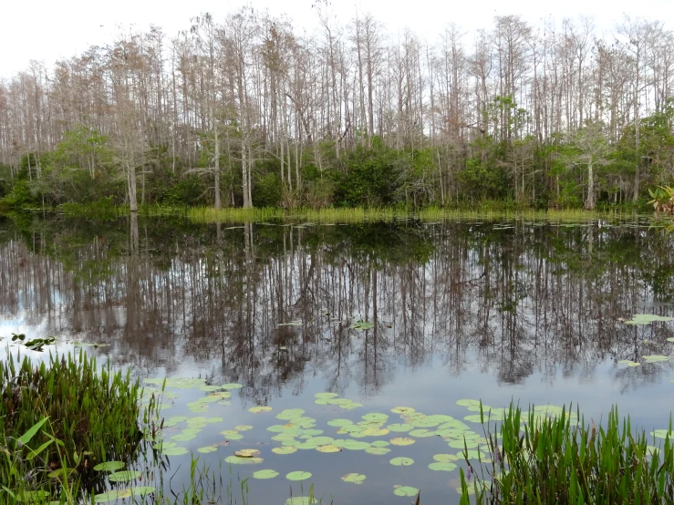 a pond in a wooded area with water lily pads and trees