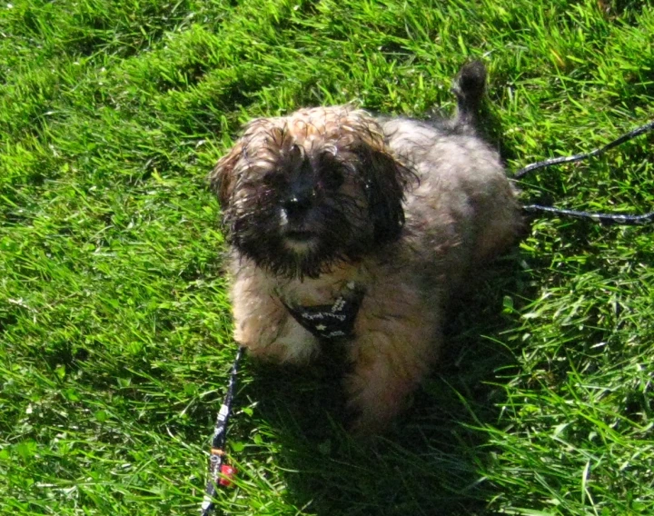 a dog walking in the grass with his leash