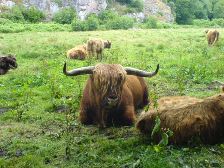 yaks in the grass with large horns hanging down