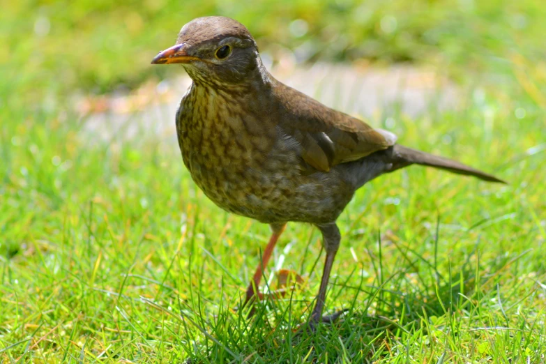 a brown bird standing on a green field of grass