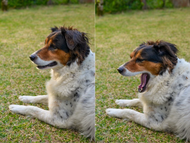 two dogs that are sitting down in the grass