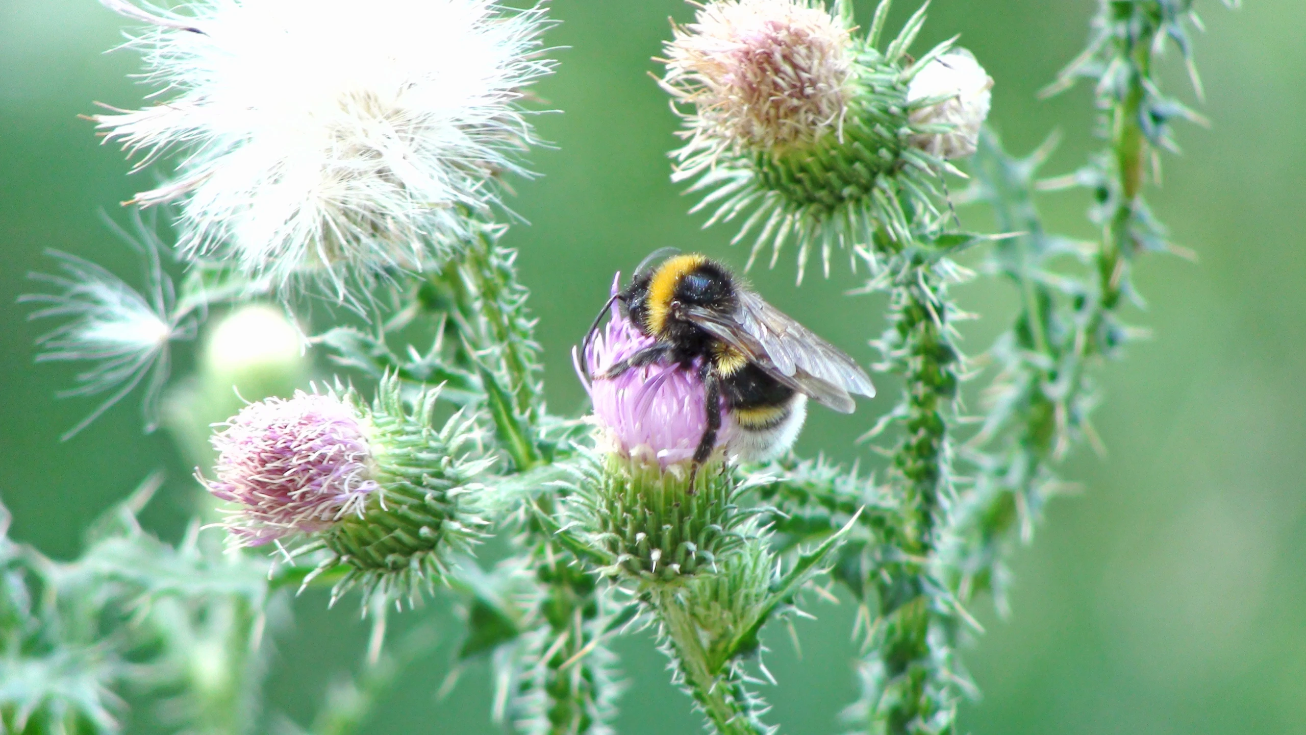 the bee is sitting on the flower looking for nectar