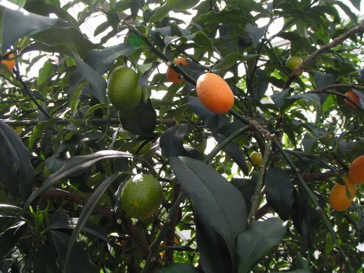 fruit on the tree for consumption in a field