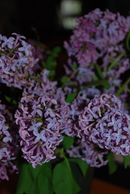 the purple flowers in the vase are blooming