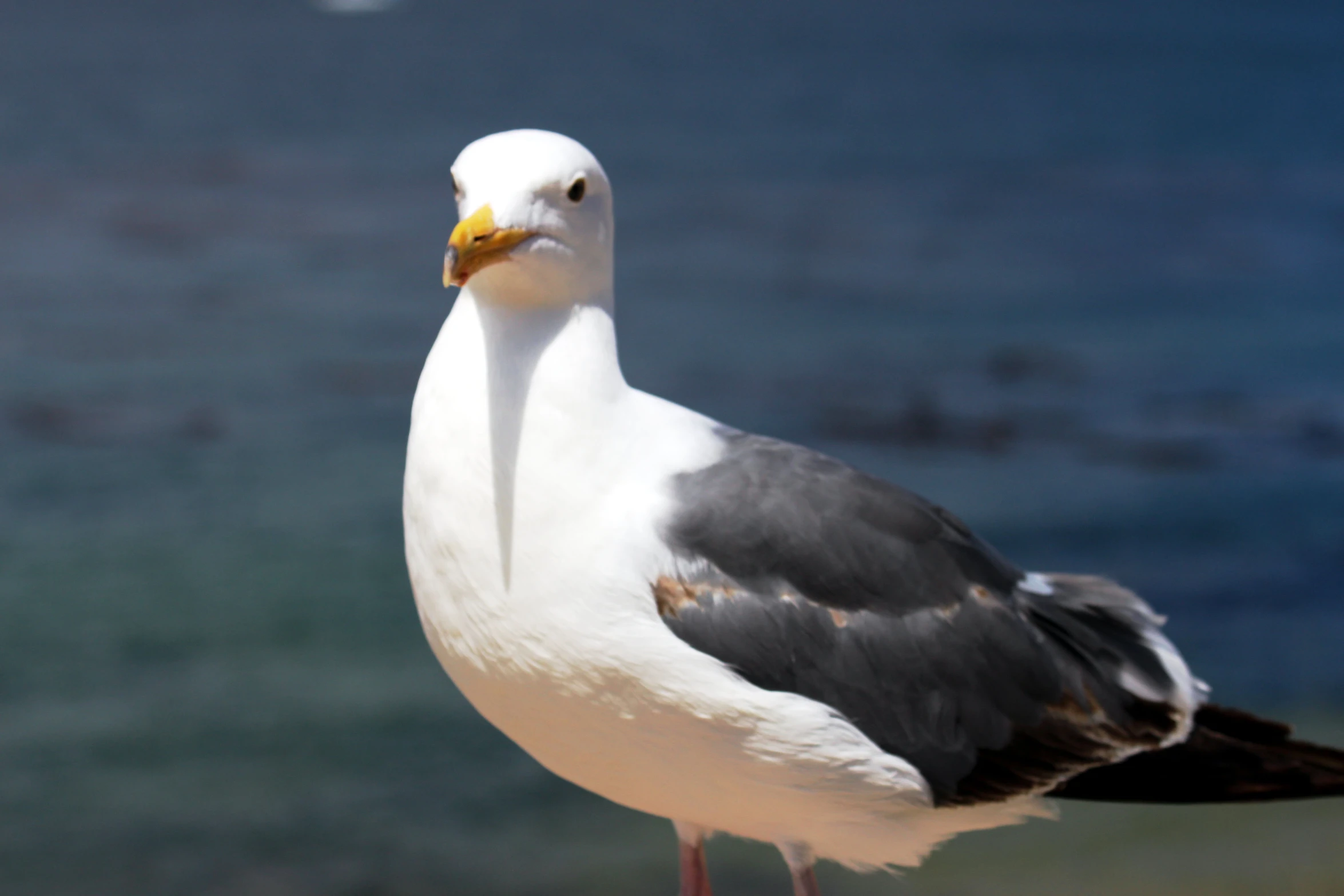 the bird is white and black with a yellow beak