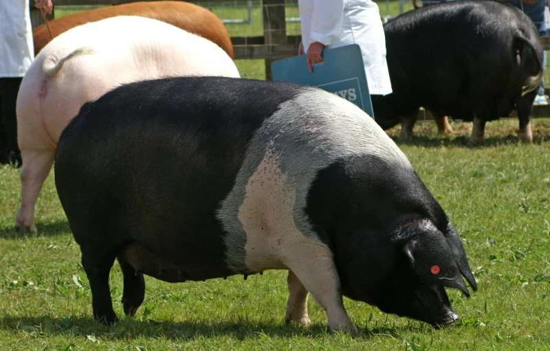 a close up of two pig in a field with a person