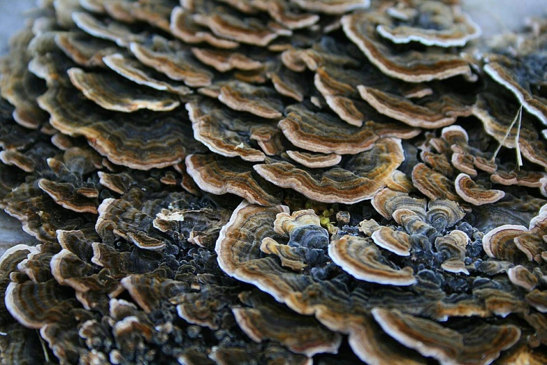 an assortment of mushrooms with many different structures