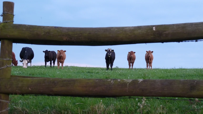 a herd of cows stand on grass behind a wooden fence