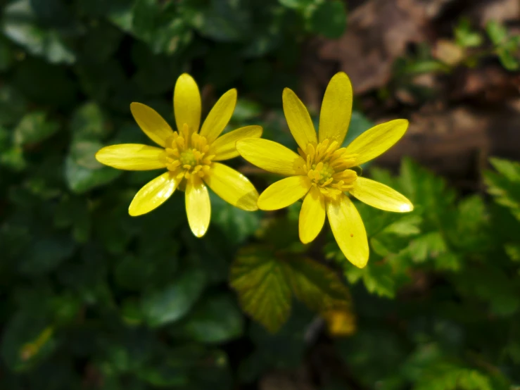 two yellow flowers that are by the grass