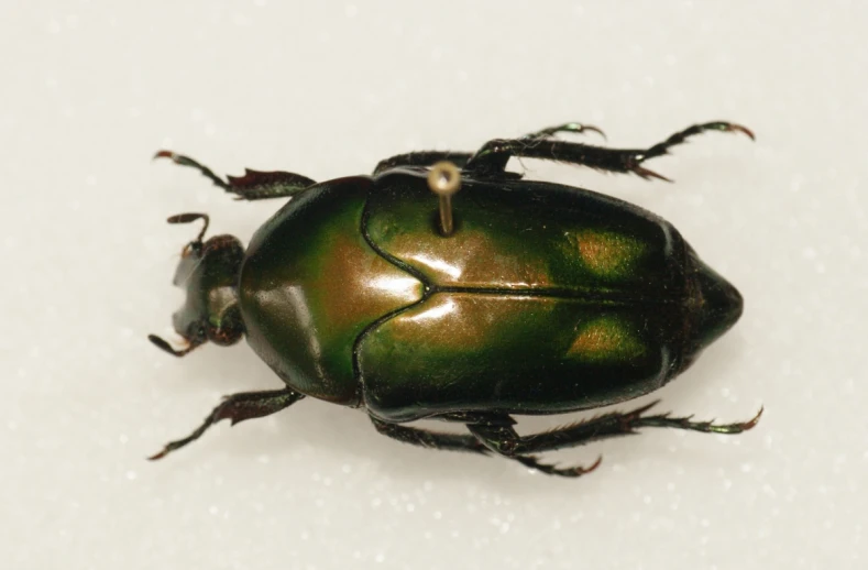 a green beetle on a white surface