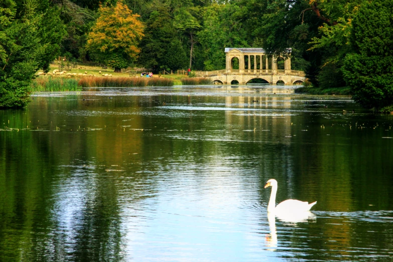 a large white swan on a small lake