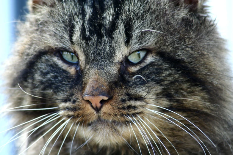 close up image of a long haired gray cat's face