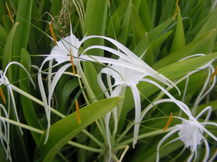 a flower sitting next to an open field of grass