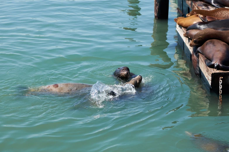 the animals are swimming in the water near the dock