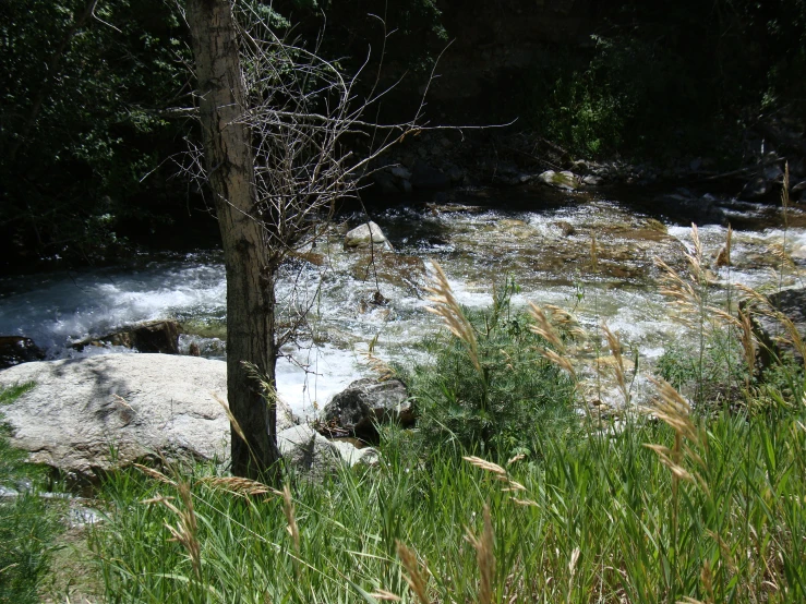 a tree that is sitting in the grass next to a river