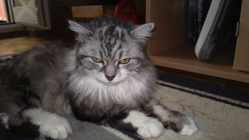 a gray cat is laying down in front of a television