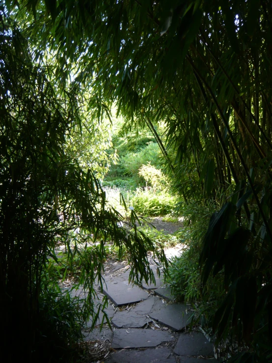 a path with stepping stones that lead through a dense grove