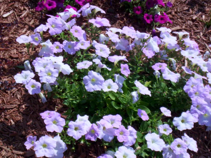 some pink and purple flowers are in some dirt