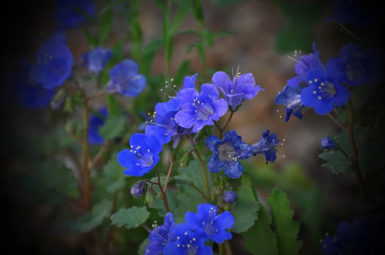 blue flowers in a cluster with green leaves