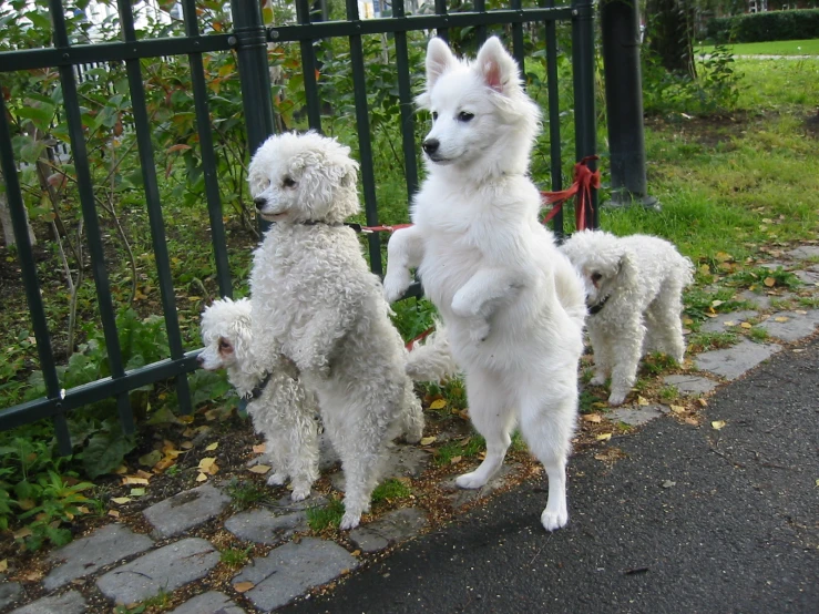 three poodles standing up in front of a gate