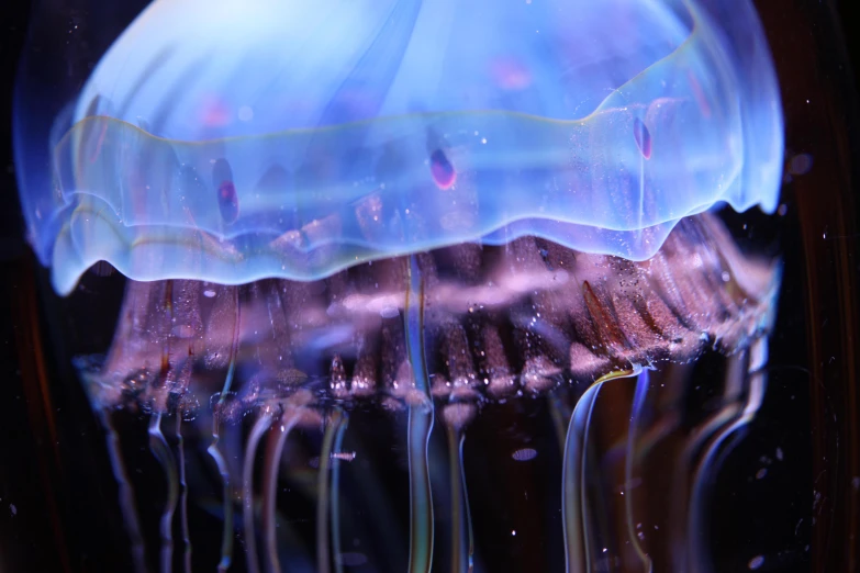 the colorful blue jellyfish floats in to the water
