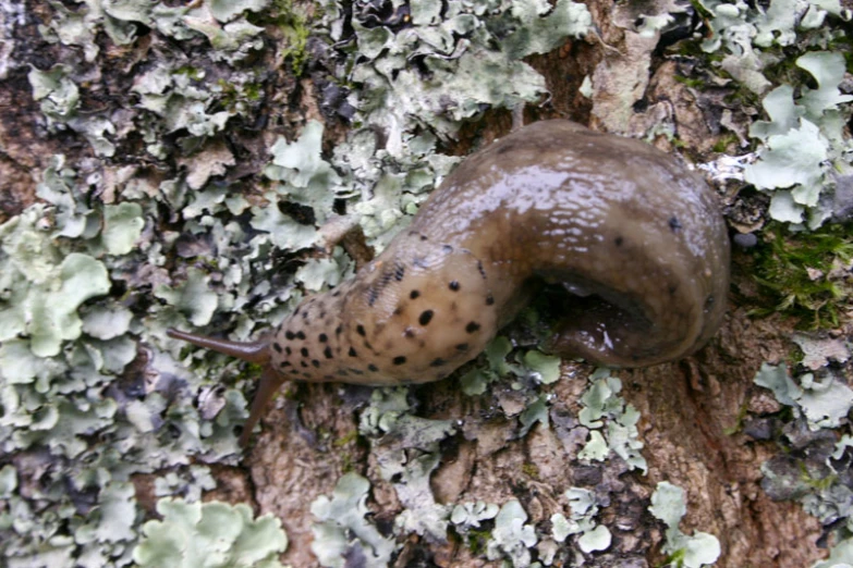 a close up of a piece of food near a tree