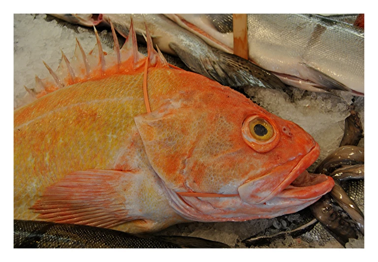 a close up of fish on ice next to each other