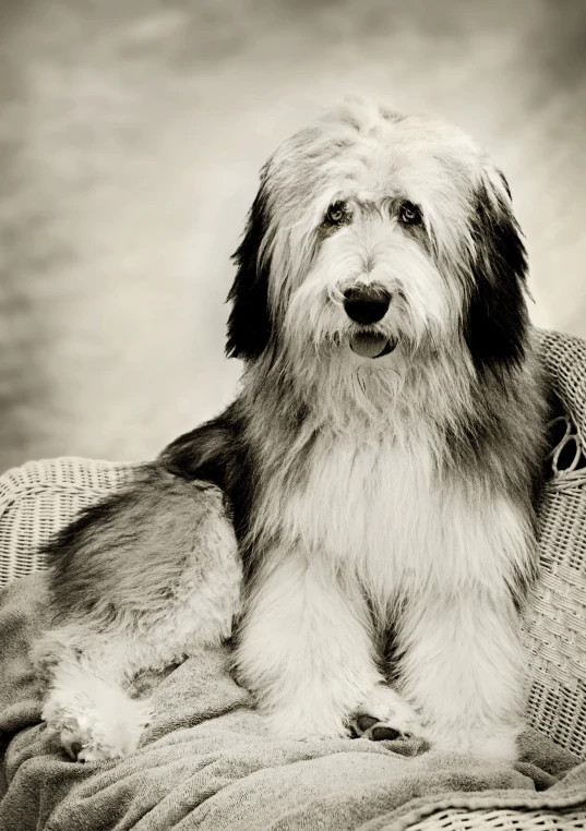 black and white po of dog sitting on pillow