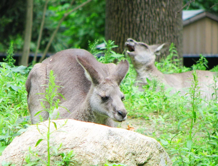 two antelopes are standing on a grassy hill