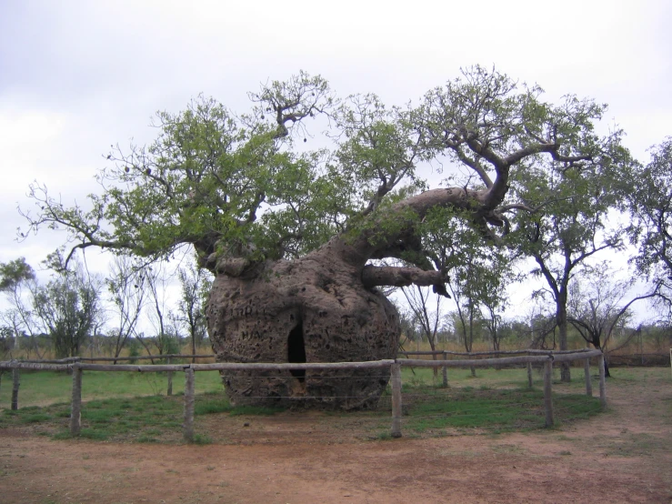 a tree that is next to a fence