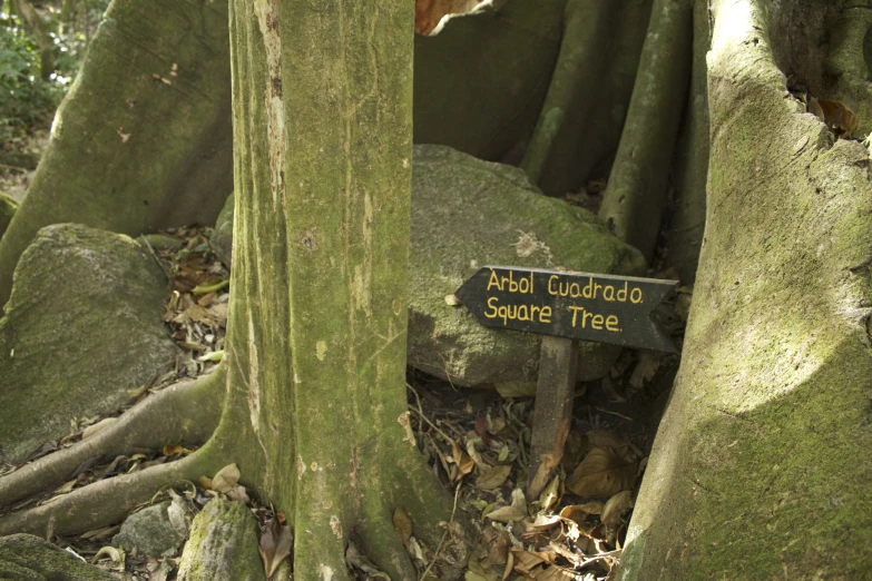 a sign on the ground next to a tree