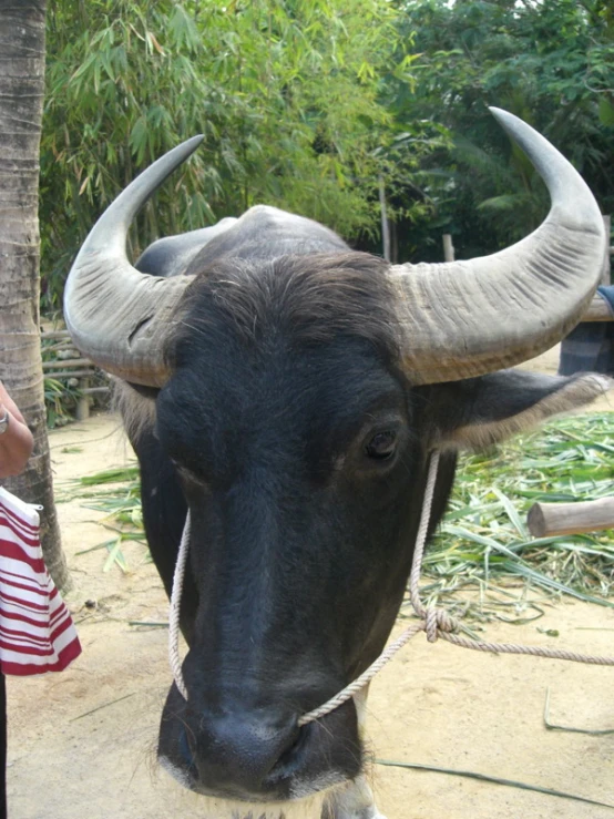 a large bull with very big horns tied to a tree