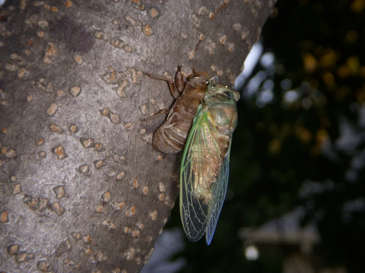 a bug with its wings folded up is in a tree