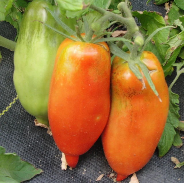 some red and green vegetables in a garden