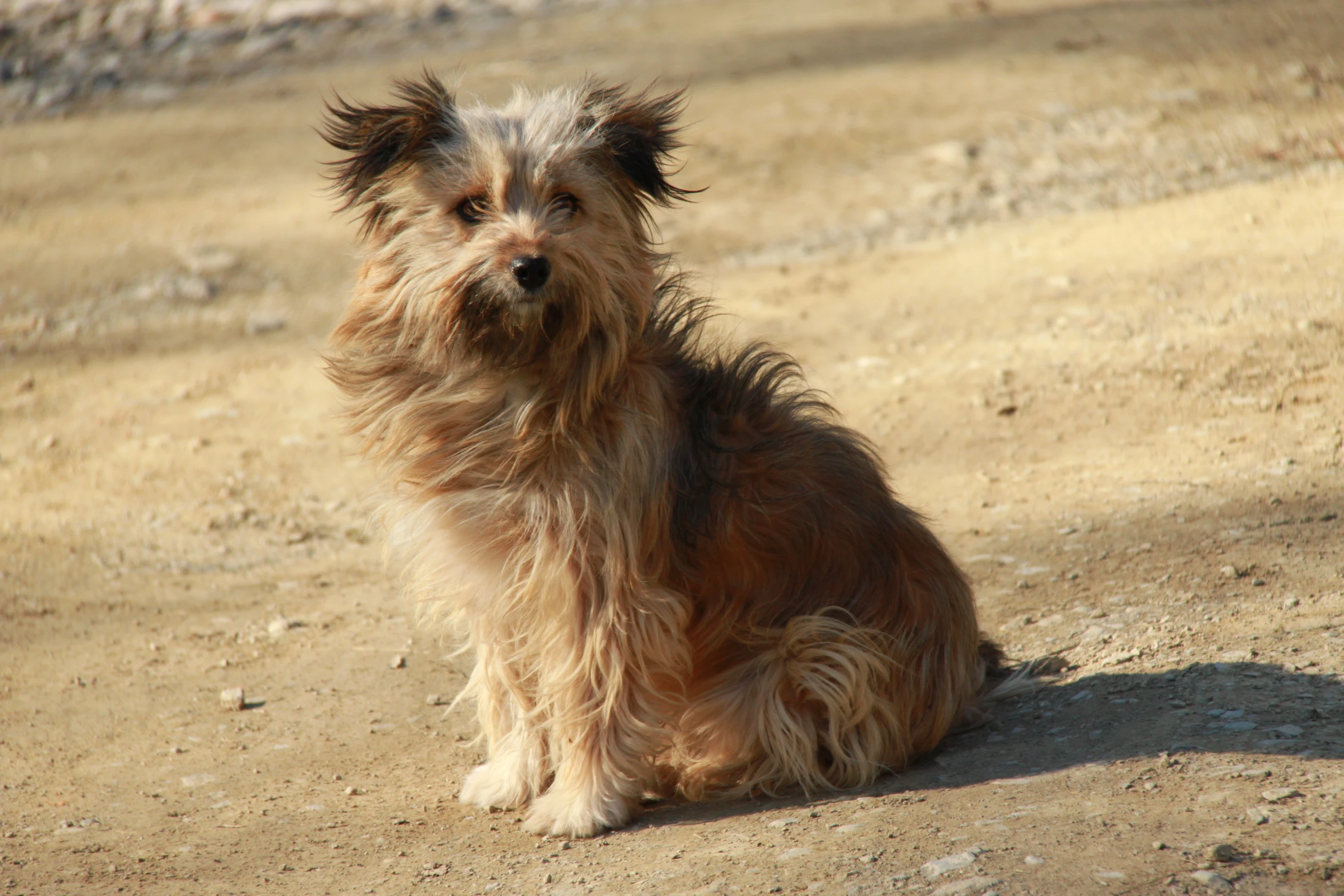 a gy haired dog sits on the road