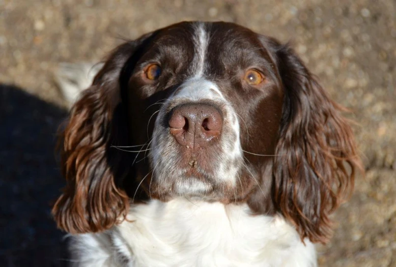 this is a close up view of the head and eyes of a spaniel