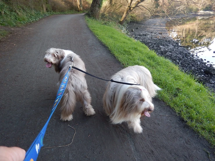 two dogs, one with an leash, both on the road