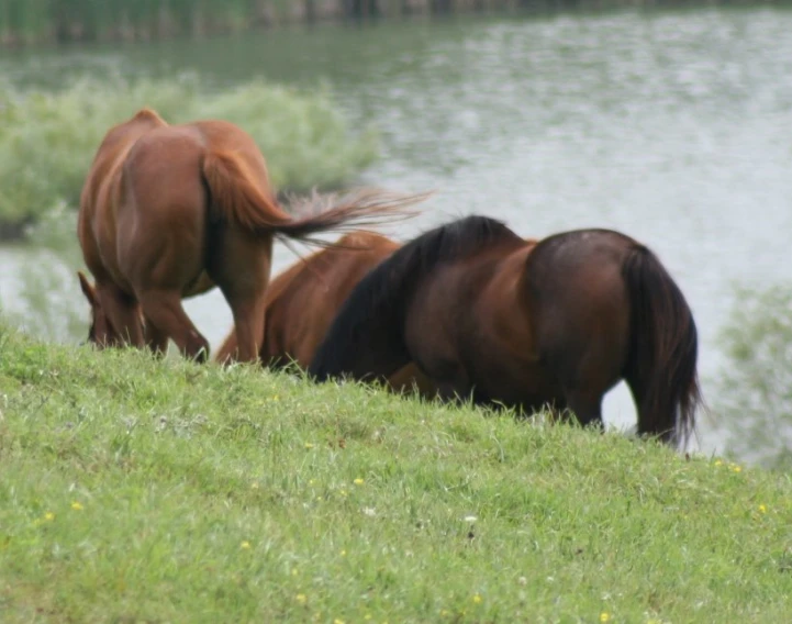 two brown horses grazing in the grass by the water