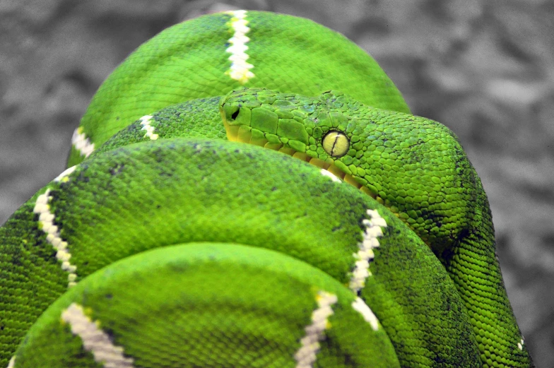 two green snakes are curled up on a nch