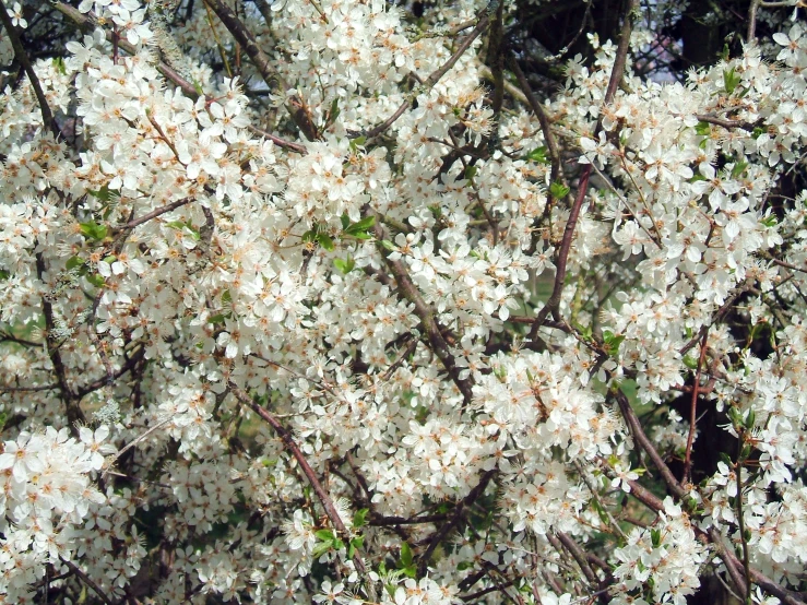 the nch of this tree has white flowers