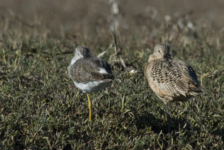 two birds sitting on the grass near each other