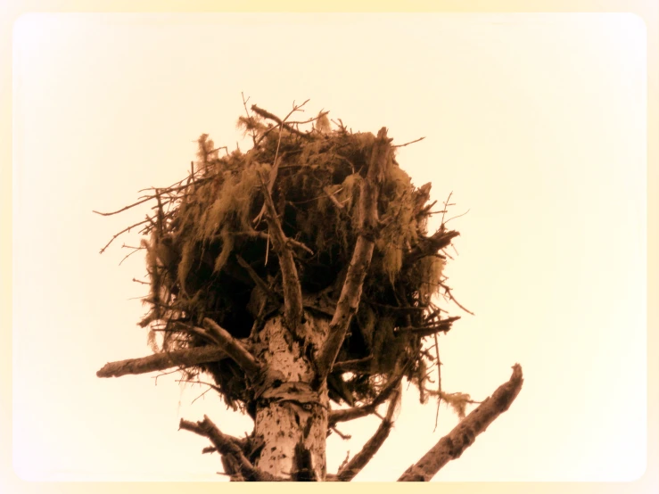 the very large bird nest is on top of the tree