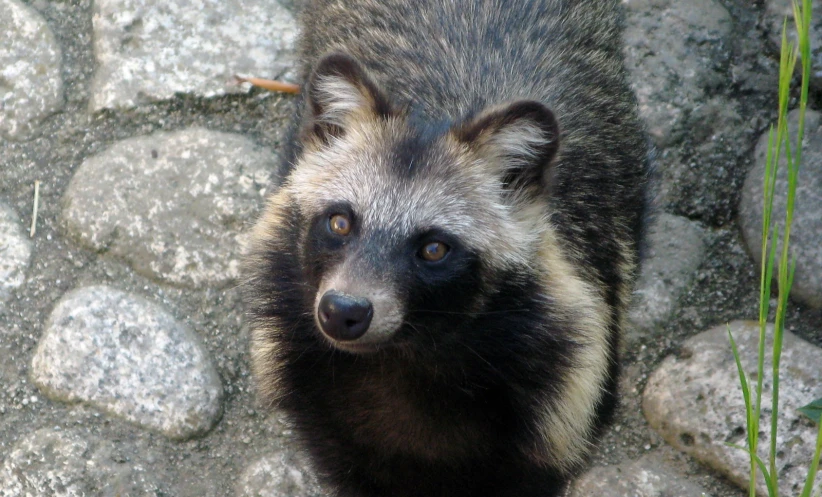 a close up of a rac standing on the pavement