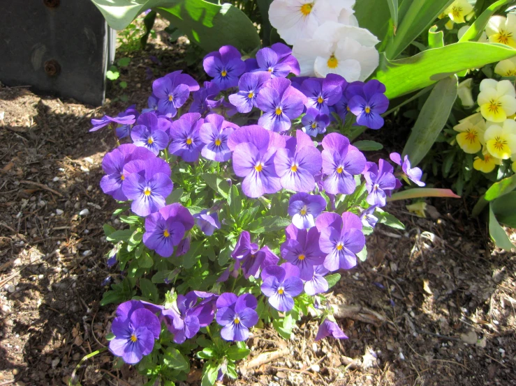 a field with many purple and white flowers