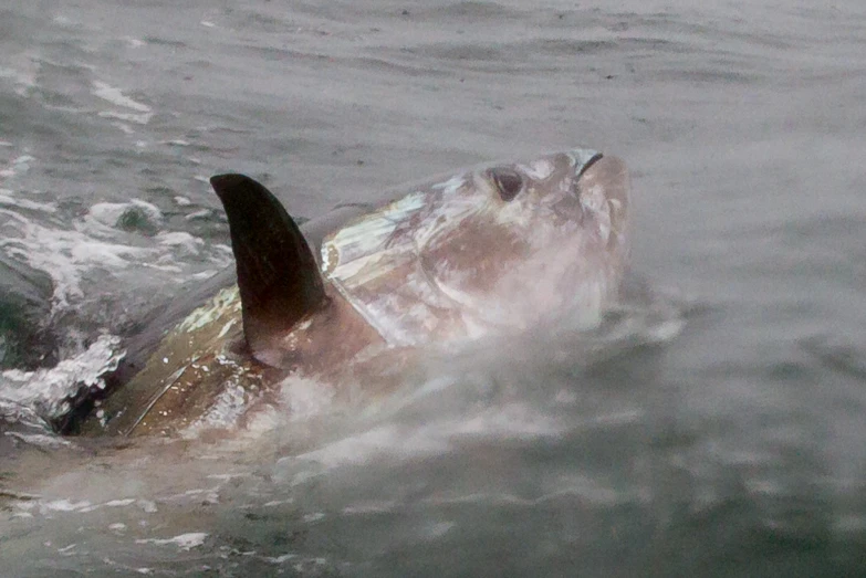 a shark laying on it's side inside the ocean