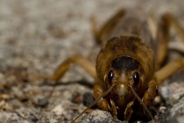 a brown insect sitting on the ground with it's eyes open