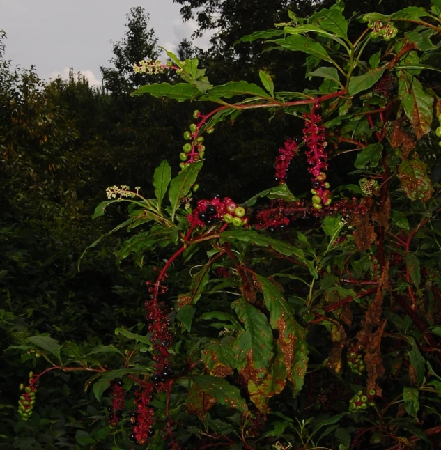 flowers are hanging off a nch in front of some trees