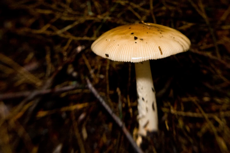 a single white mushroom in the middle of a forest